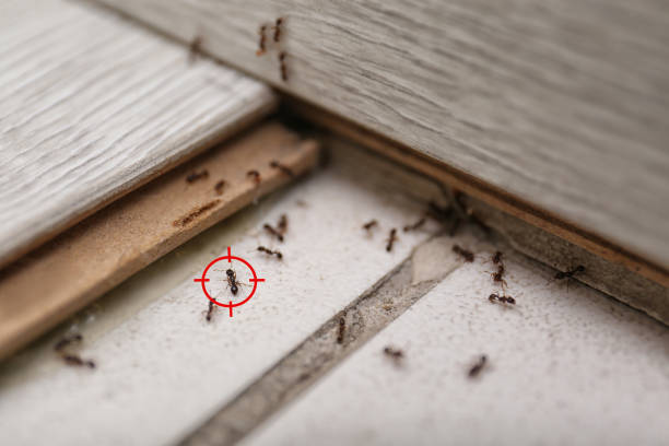 Best Commercial Pest Control Services  in Bremen, OH