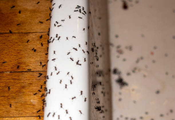 Best Wildlife Control Services  in Bremen, OH