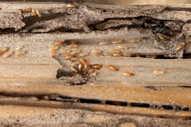 Pest Prevention Services in Bremen, OH